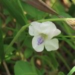 Asystasia intrusa Kwiat