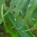 Asplenium daucifolium Лист