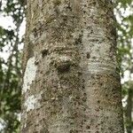 Licania densiflora Bark