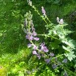 Aconitum septentrionale Кветка