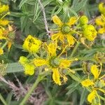 Ruta angustifolia Maua