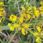 Ruta angustifolia Flower