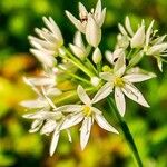 Allium ursinumFlower