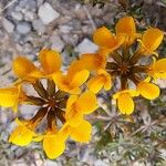 Hippocrepis scorpioides Çiçek
