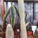 Cleistocactus strausii Habitus