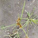 Cyperus polystachyos Leaf