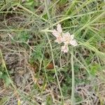 Allium drummondii Floare