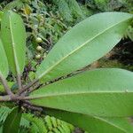 Tapeinosperma robustum Leaf