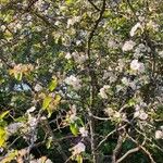 Malus coronaria Habit