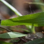 Luzula pilosa Feuille