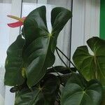 Anthurium nymphaeifolium Blad