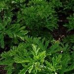 Pelargonium radens Leaf