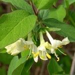 Lonicera saravshanica Flower