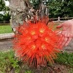 Brownea rosa-de-monte Flower