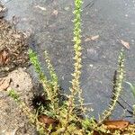 Veronica peregrina Leaf