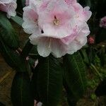 Rhododendron fulvum Blüte