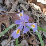 Iris verna অভ্যাস