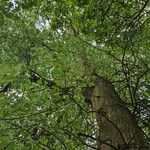 Quercus palustris Hábito