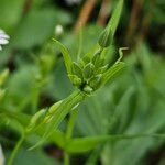 Stellaria palustris Other