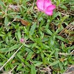 Dianthus barbatus Hábito