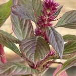 Amaranthus caudatus 花