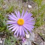 Aster alpinus Flor