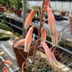 Aloe pseudoparvula Flower
