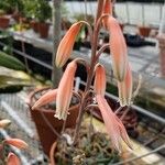 Aloe pseudoparvula Blomma