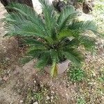 Cycas revolutaLeaf