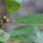 Ficus craterostoma Hoja