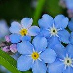 Myosotis sylvatica Flower