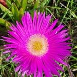 Carpobrotus acinaciformisBlüte