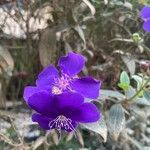 Tibouchina urvilleanaΛουλούδι