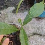 Pouteria caimito Leaf