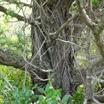 Juniperus oxycedrus Bark