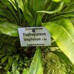 Elaphoglossum longifolium