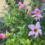 Mandevilla sanderi 整株植物