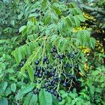 Clausena anisata Frucht
