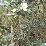 Gordonia axillaris Blomst