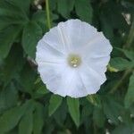Distimake aegyptius फूल