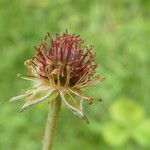 Geum urbanumFlower