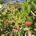 Cyphostemma hypoleucum Fruit