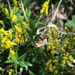 Genista germanica Blad