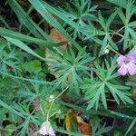 Geranium columbinum Folla