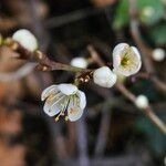 Prunus spinosa Květ