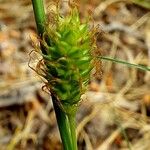 Carex distans ফল