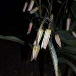 Erythronium albidum Floare