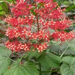 Clerodendrum paniculatum 花