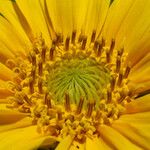 Wyethia angustifolia Flower