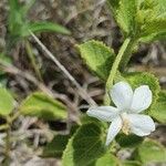 Hibiscus flavifolius 花